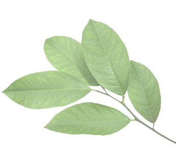 table_right_leaf_img